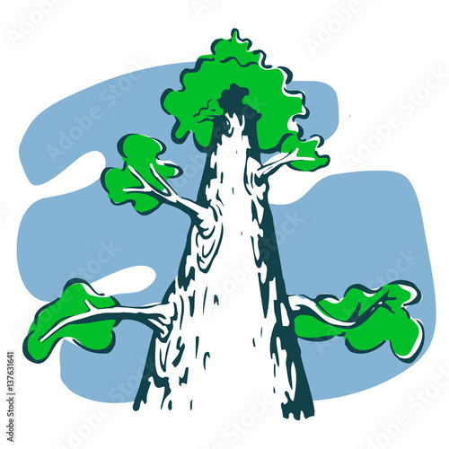 Looking up the trunk at a tall coniferous fir tree with branches & follage at it's peak