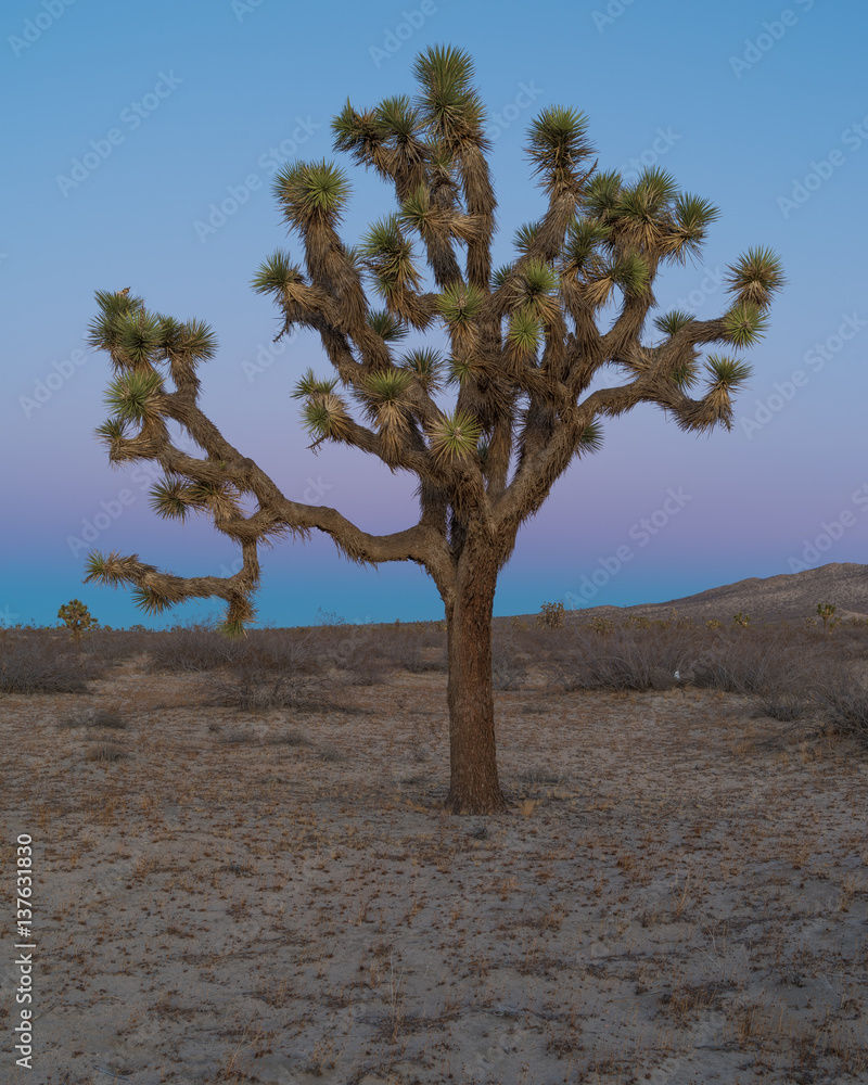 Joshua tree (Yucca brevifolia) at dusk. Joshua tree (Yucca brevifolia) at dusk.