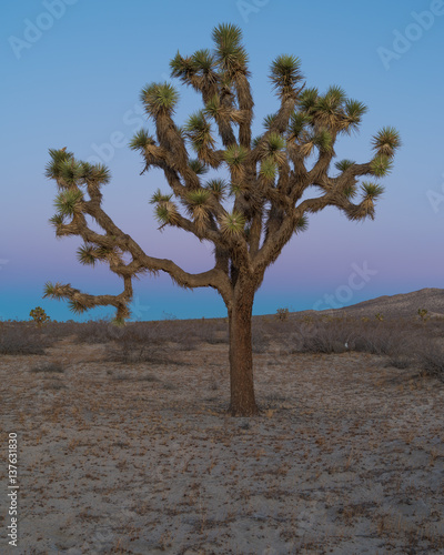 Joshua tree  Yucca brevifolia  at dusk.