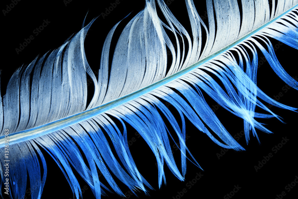 Fototapeta premium blue feather on a black background