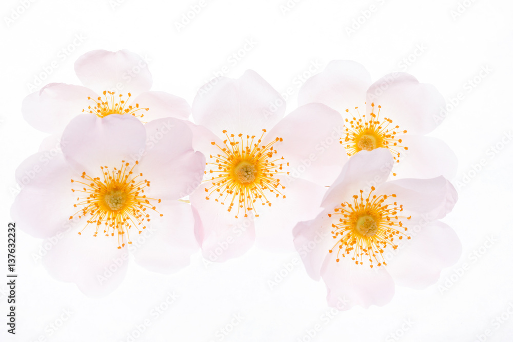Obraz premium wild roses
