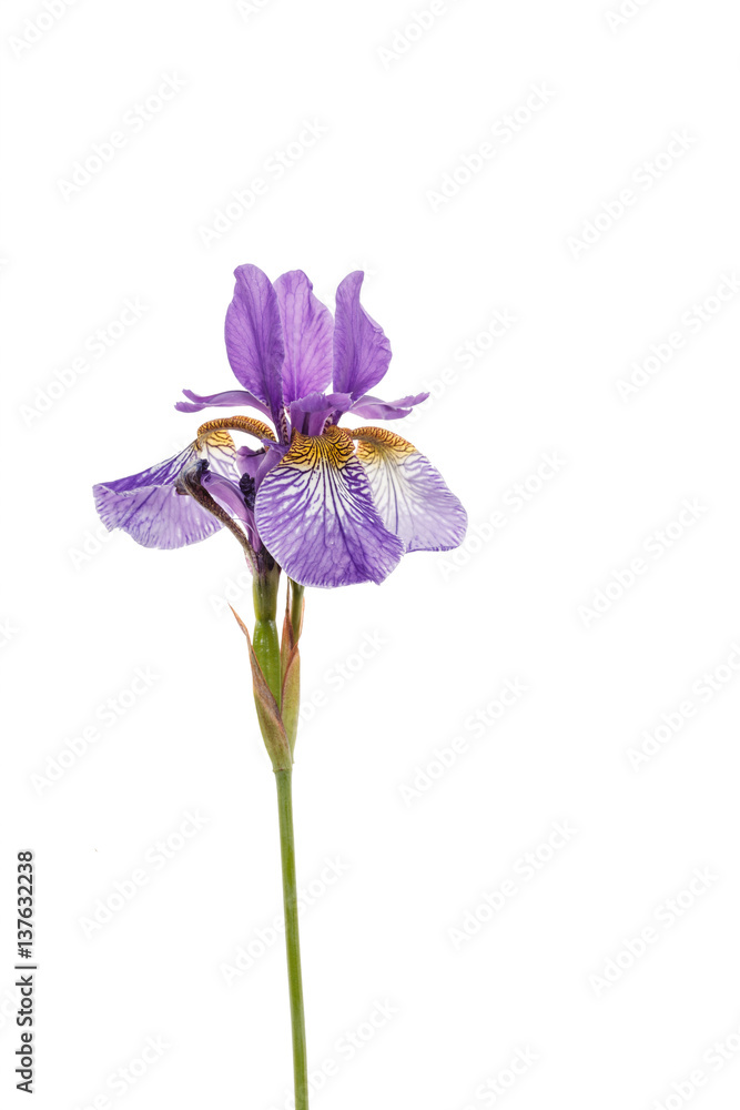 Obraz premium iris flower