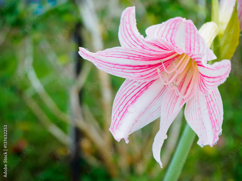 Fototapeta premium pink color flower of Amaryllis or Hippeastrum