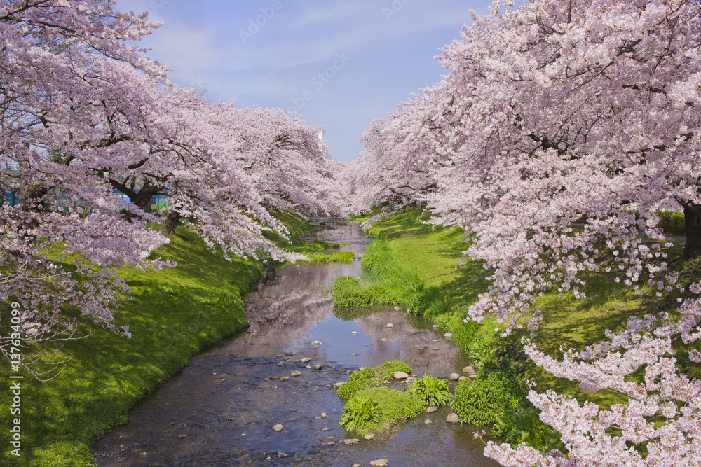 川沿いの桜