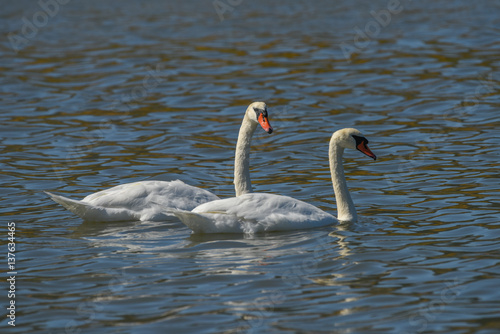 Mute Swan couple swimming in pond in California