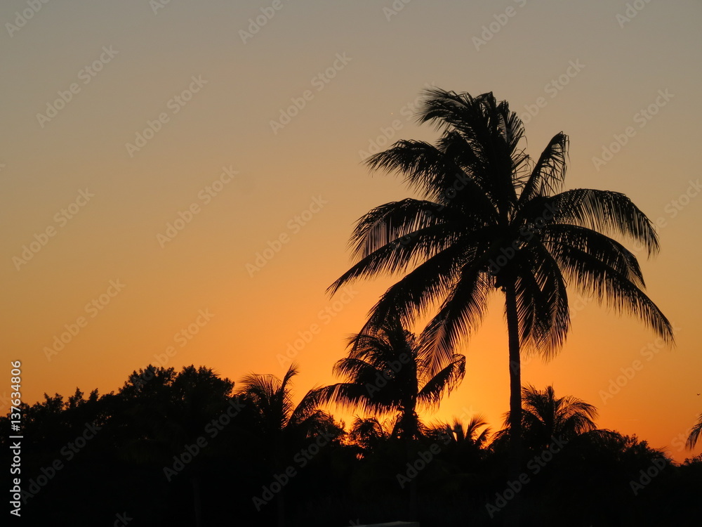 palm trees in sunset