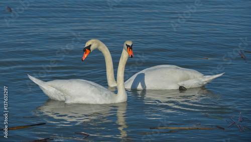 Mute Swan couple swimming in pond in California