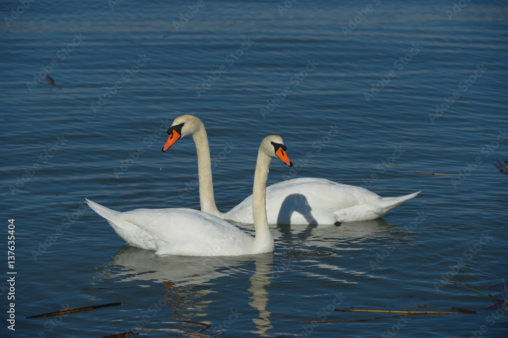 Mute Swan couple swimming in pond in California