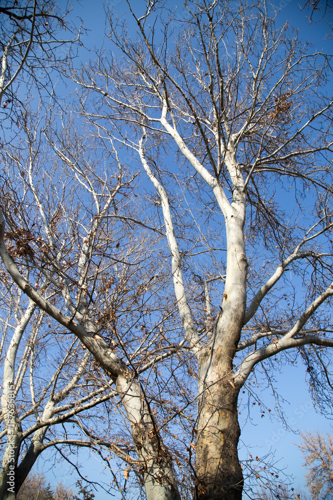 leafless tree branches against the blue sky leafless tree branches against the blue sky