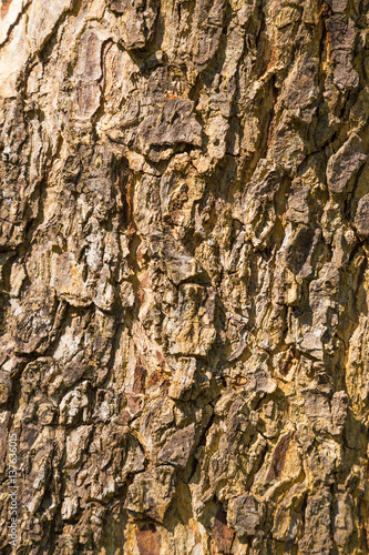 Fototapeta Naklejka Na Ścianę i Meble -  close up of tree bark