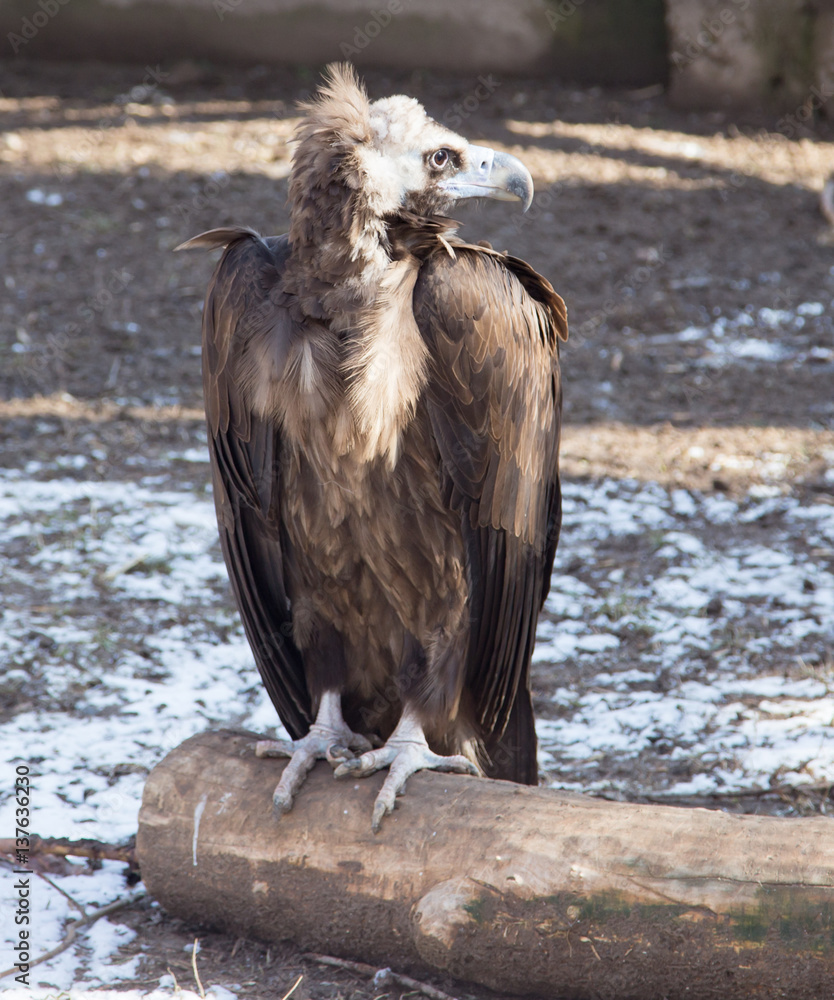 Fototapeta premium eagle in zoo