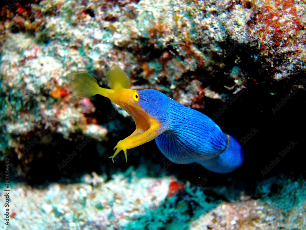 Fototapeta premium ハナヒゲウツボ