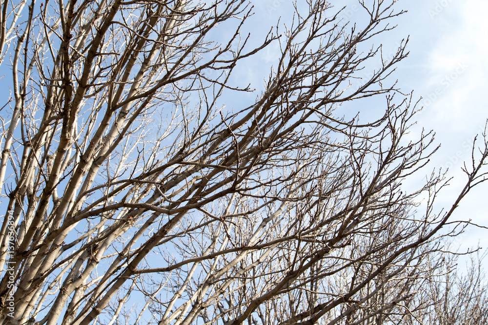 leafless tree branches against the blue sky leafless tree branches against the blue sky
