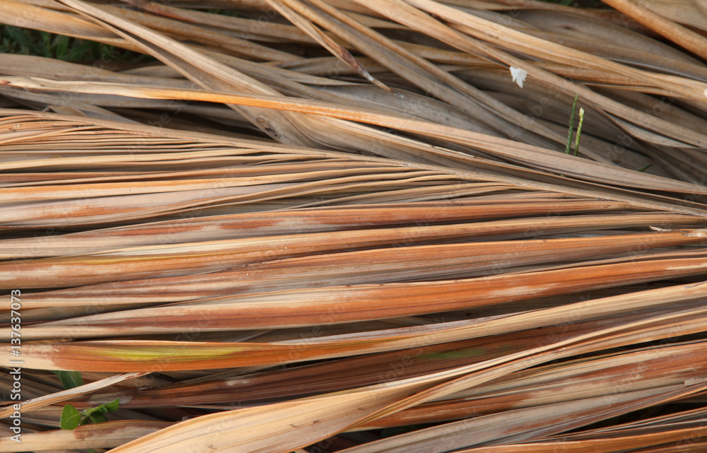dried coconut leaves StockFoto Adobe Stock