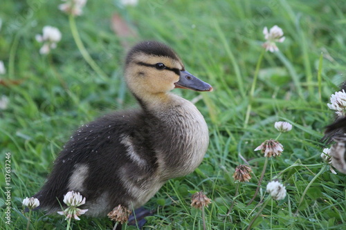 Entenküken im Gras