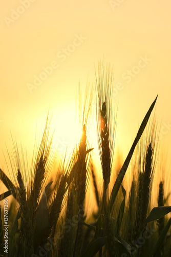 Wheat Field at Sunset