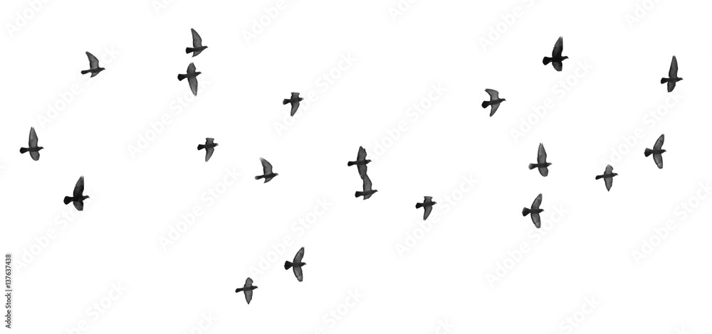 flock of pigeons on a white background flock of pigeons on a white background