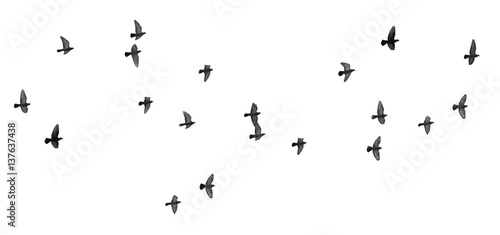 Photography flock of pigeons on a white background