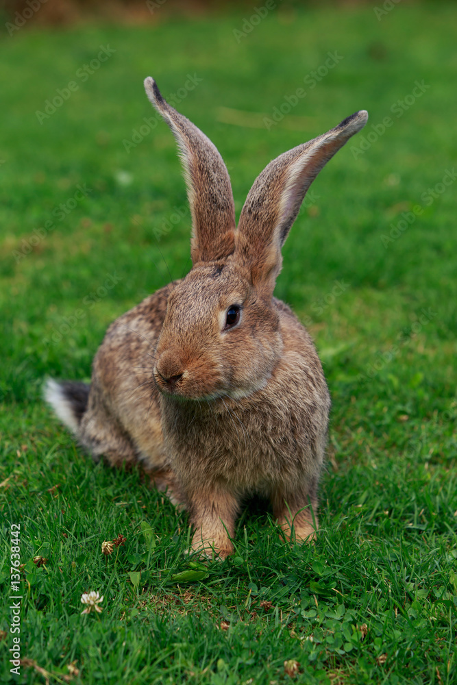 Fototapeta premium the gray rabbit