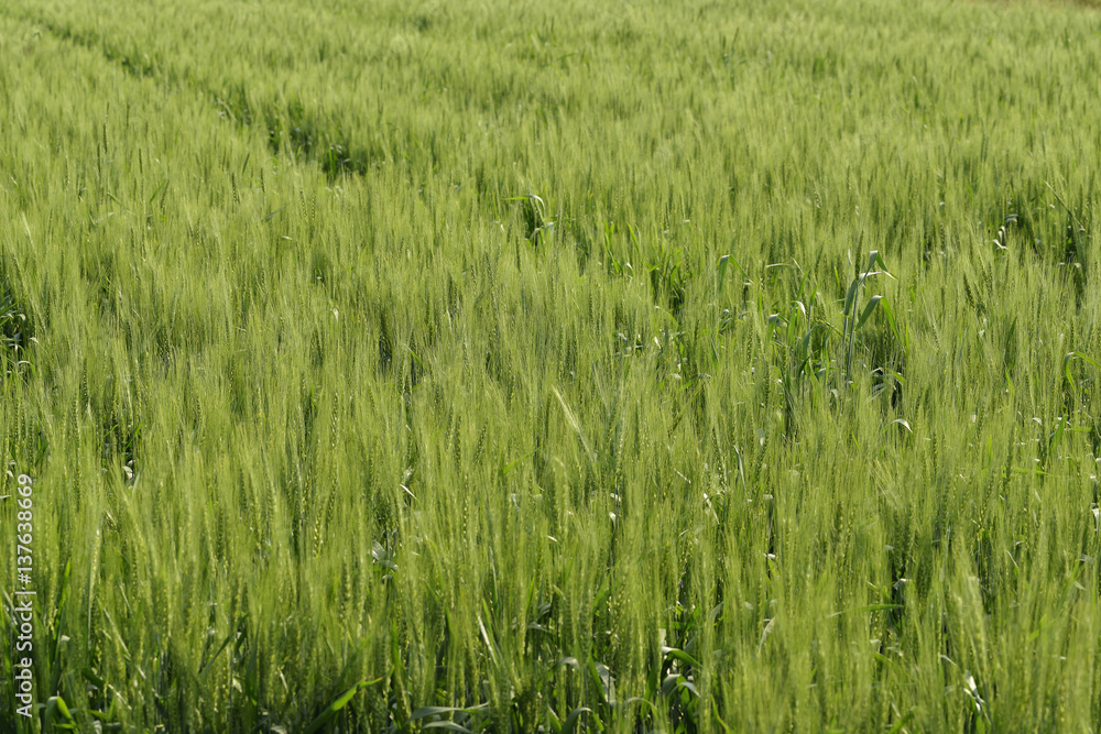 Fresh green Wheat Crop Fresh green Wheat Crop