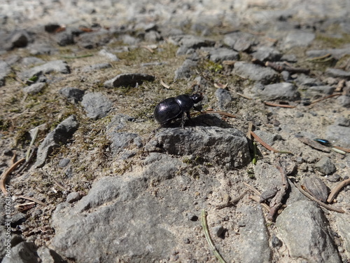 Beetle on stone