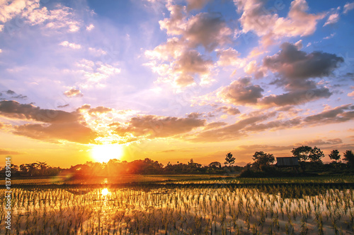 Rice fields and sunset background in Thailand