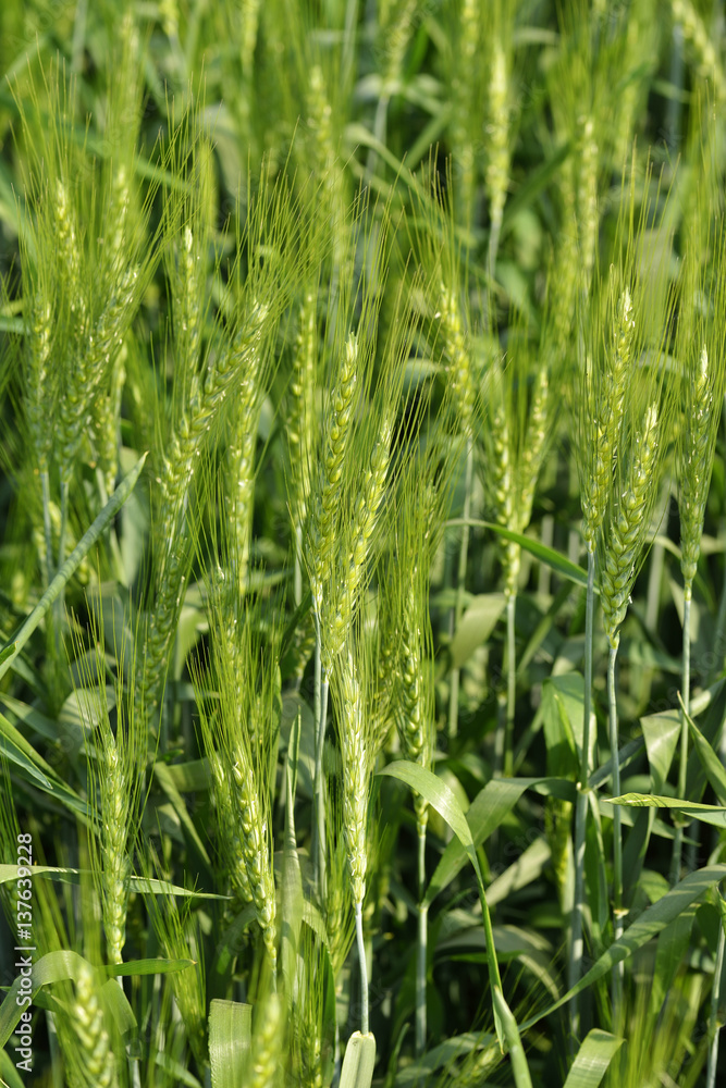 Close up of Wheat Crop Close up of Wheat Crop
