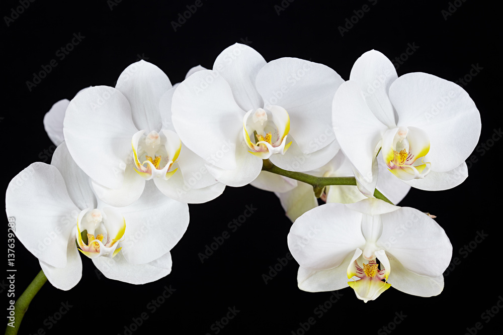 Fototapeta premium Oddział Biała orchidea na czarnym tle