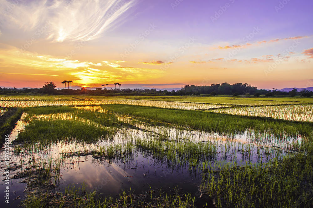 Rice fields and sunset background in Thailand