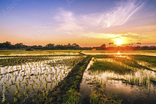 Rice fields and sunset background in Thailand