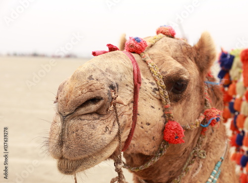 Camel in harness