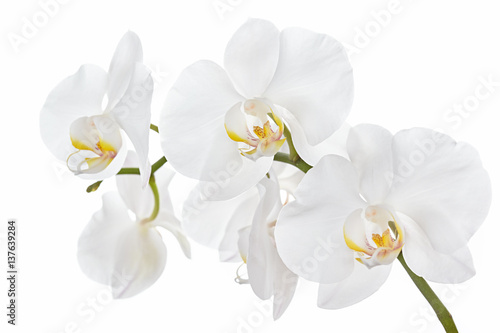 Photo The branch of orchids on a white background