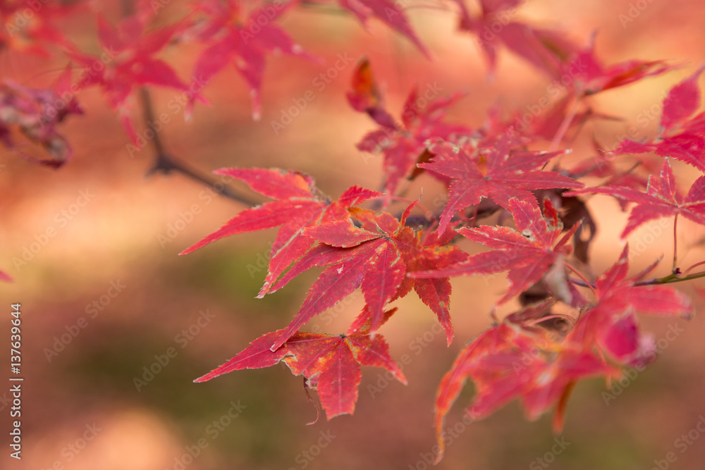 the red color leaves in japan autumn