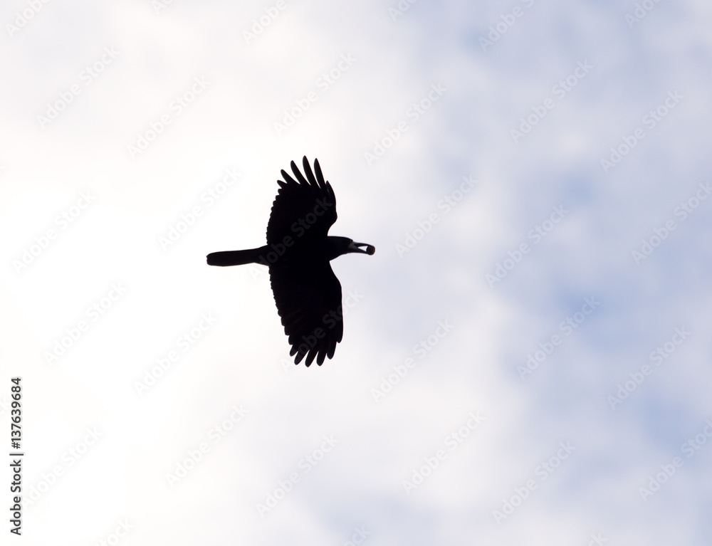 Fototapeta premium crows on the background of the sky with clouds