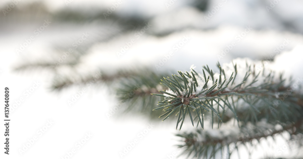 fir branches covered with snow in the morning with snow falling on background, 4k closeup photo