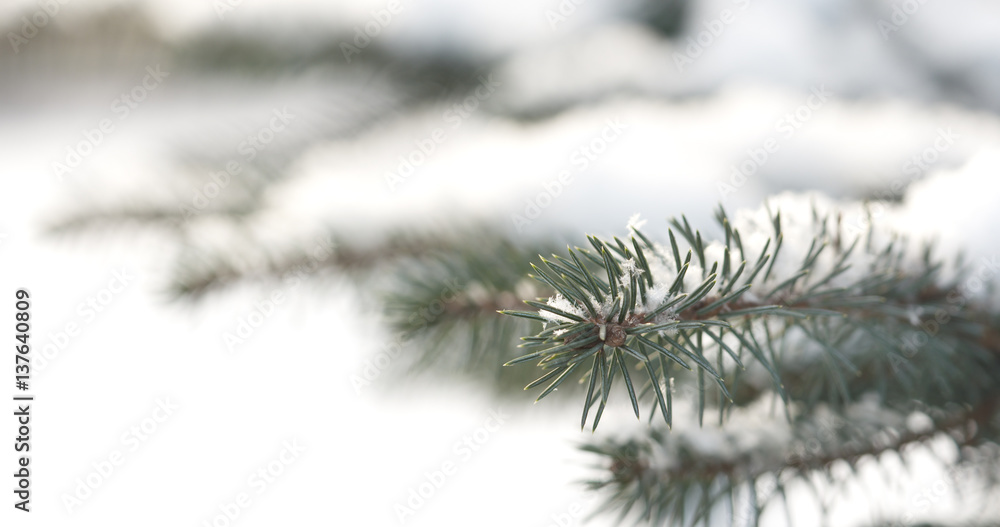 fir branches covered with snow in the morning with snow falling on background, 4k closeup photo fir branches covered with snow in the morning with snow falling on background, 4k closeup photo