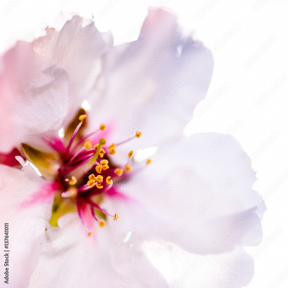 Fototapeta premium cherry flower closeup