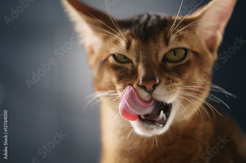 young abyssinian cat licking lips closeup portrait