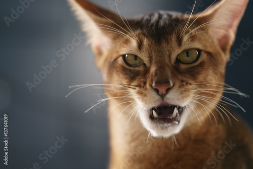 young abyssinian cat licking lips closeup portrait