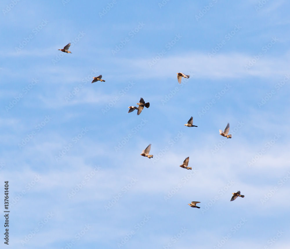 a flock of pigeons in the sky