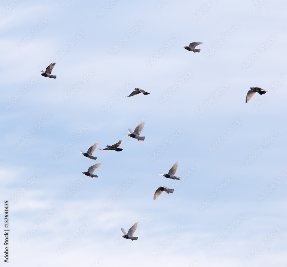 a flock of pigeons in the sky a flock of pigeons in the sky