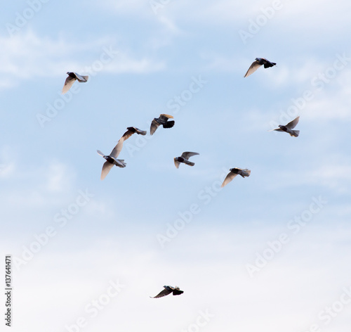 a flock of pigeons in the sky