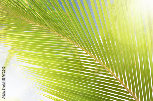Palm leaf swaying with sunlight effect behind, light and soft focus. Summer time background. 