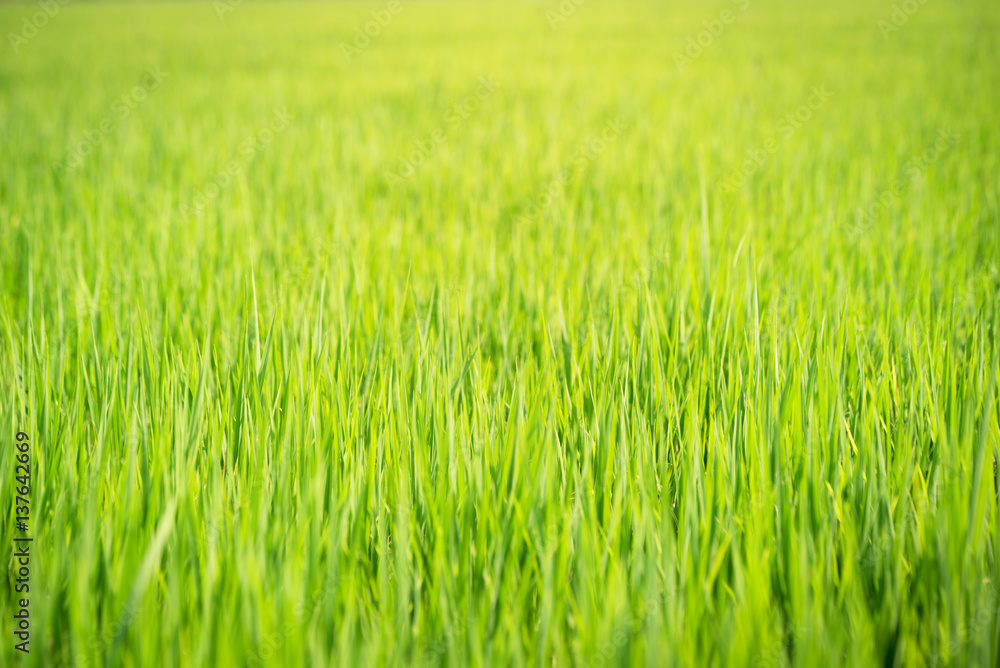 Green rice field at sunrise, abstract background nature.