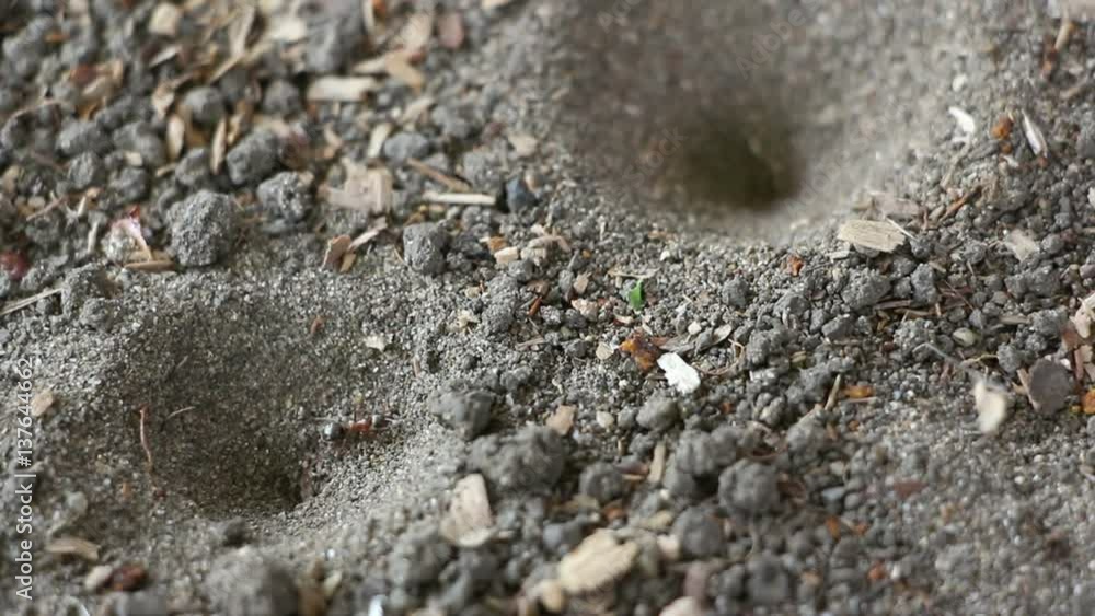 Ant-lion holds the leg of ant . Ant wrests and irrupts. Focus on ant. Close-up, lockdown. Ant-lion holds the leg of ant . Ant wrests and irrupts. Focus on ant. Close-up, lockdown.