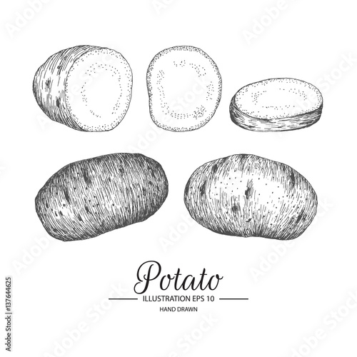 Set of potato. Hand drawn collection by ink and pen sketch. Isolated vector elements can use for fruit and vegetable products and health care goods packaging.