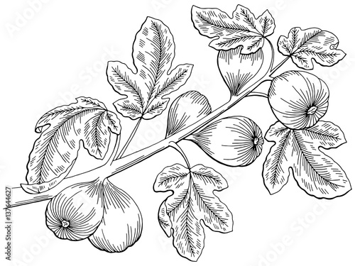 Fig graphic tree black white isolated sketch illustration vector
