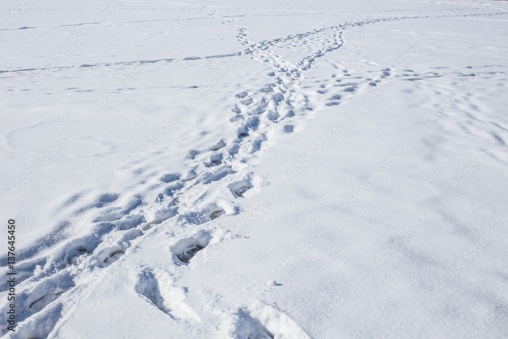 Human footprints on the snow. Winter season.