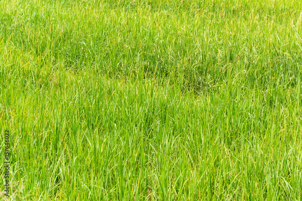 Obraz premium Rice fields green outdoor