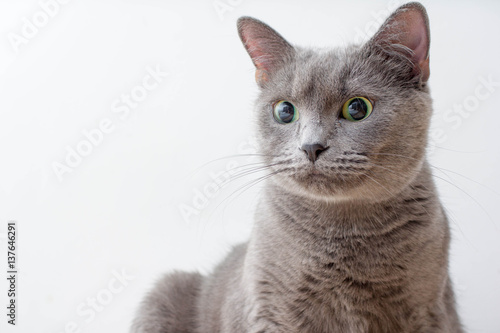 Russian Blue Cat beautiful portrait emotion happiness fluffy